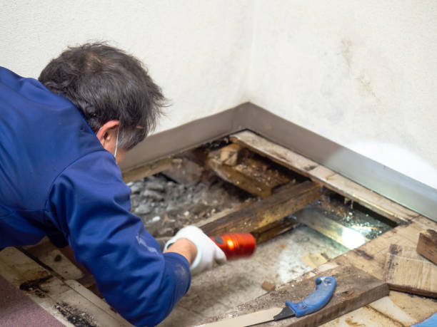 Professional Mold Removal in Ingalls, IN