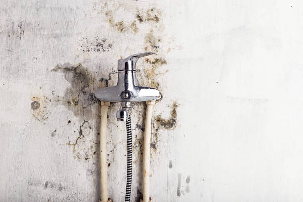 Certified Mold Removal in Ingalls, IN