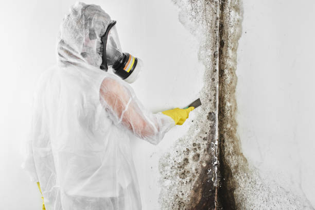 Best Residential Mold Removal  in Galls, IN