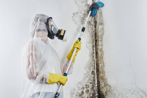 Best Mold Remediation  in Galls, IN