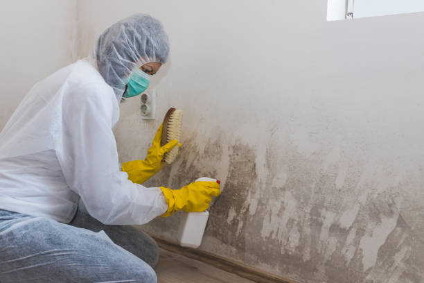 Best Mold Remediation Services  in Galls, IN