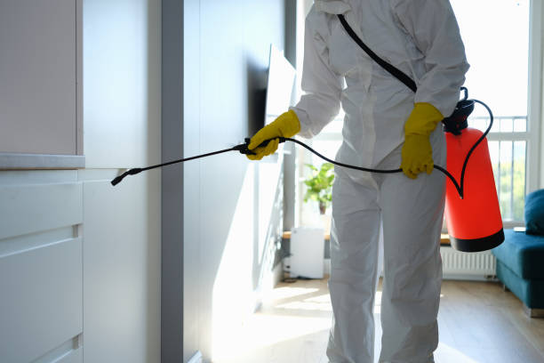 Best Black Mold Removal  in Galls, IN