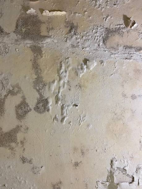 Best Professional Mold Removal  in Galls, IN