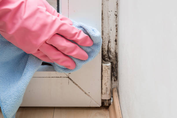 Best Emergency Mold Removal  in Galls, IN